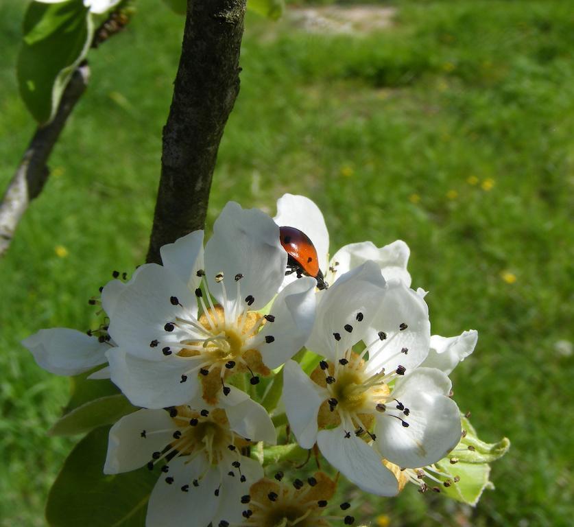 Bed & Breakfast La Gaggiaspina Nocera Umbra Dış mekan fotoğraf